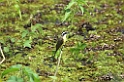 Lesser Kiskadee-02-01