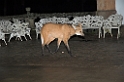 Maned Volf-02