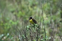 Mashbird-01