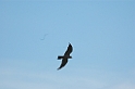 Missisipi Kite03-01