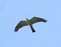 Missisipi Kite04 -01