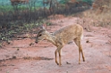 Pampas Deer03-01