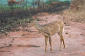 Pampas deer02-01