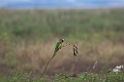 Peach-fronted Parakeet02-01