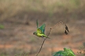 Peach-fronted Parakeet05-01