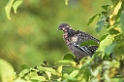 Picazori pigeon-01