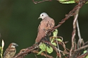 Ruddy Ground-dove-01