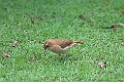 Rufous Hornero-01