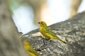 Safron Finch01-01