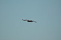 Savanna Hawk-01