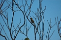 Sharp-tailed Tyrant-01