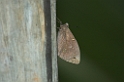 Sommerfugl Canastra-01