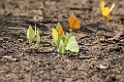 Sommerfugl09-01