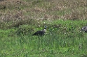 Southern Screamer03-01