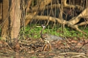 Sunbittern-01