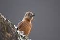 Swallow Flycatcher02 -01