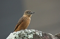 Swallow Flycatcher04-01