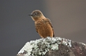 Swallow Flycatcher05-01