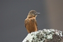 Swallow Flycatcher06-01