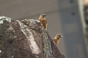 Swallow Flycatcher08-01