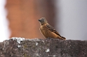 Swallow Flycatcher09-01
