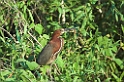 Tiger-heron-01