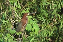 Tiger-heron02-01