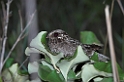 White-winged Nightjar03-01