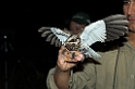White-winged Nightjar05-01