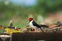 Yellow-billed Finch04-01