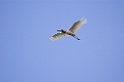 jabiru-01