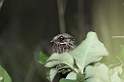 white-winged nighjar02-01