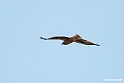 Dværgørn.200921sep_0420