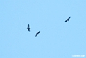 Lille skrigeørn.200922sep_0611
