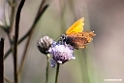Sommerfugl.200922sep_0627