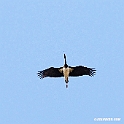 Sort Stork.200924sep_0872