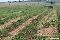 Tomater.200921sep_0433