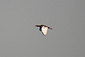 Bengal Florican.20140311_7937