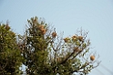 Golden weaver reder.20140311_7874