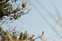 Golden weaver.20140311_7873