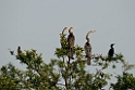 Indian Darter.20140311_8047