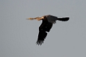 Indian Darter.20140311_8095