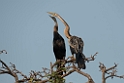 Indian Darter.20140311_8113