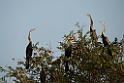 Indian darter.20140311_8011