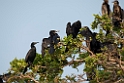 Indian shag.20140311_8004