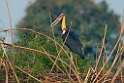 Lesser Adjundant.20140311_8050