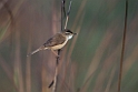 Manchurian reed warbler.20140311_7928