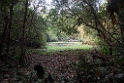 Okoki forest.20140311_7902