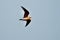 Oriental Pratincole.20140311_7968