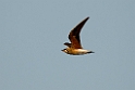 Oriental Pratincole.20140311_7970